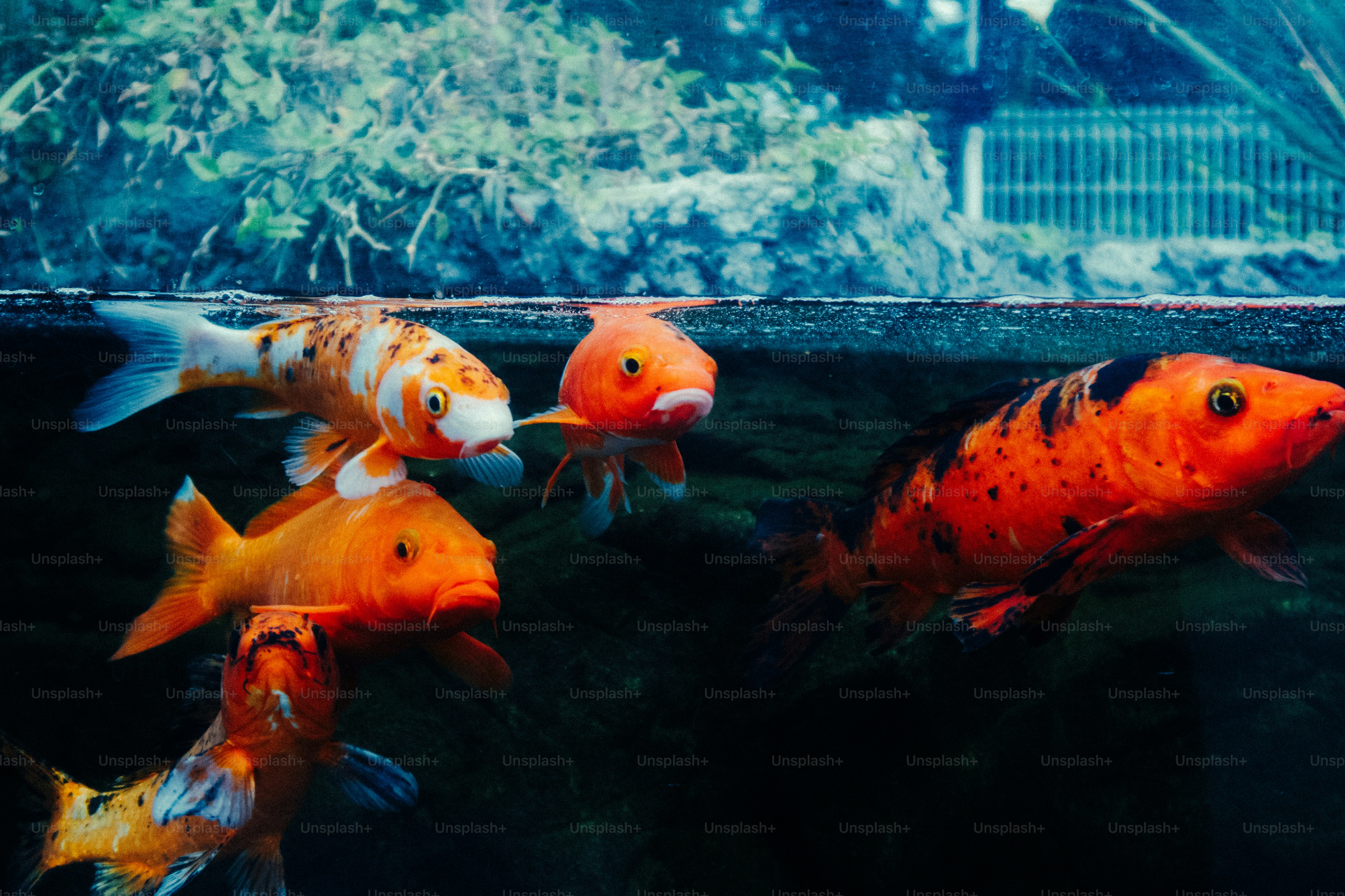 Several colorful koi fish swim in dark water.